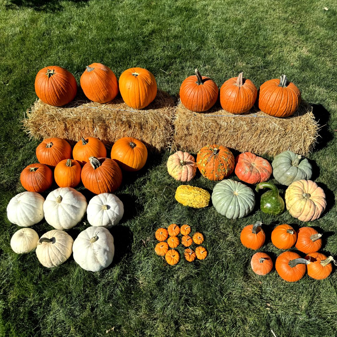 Utah Porch Decorators Pumpkin Package